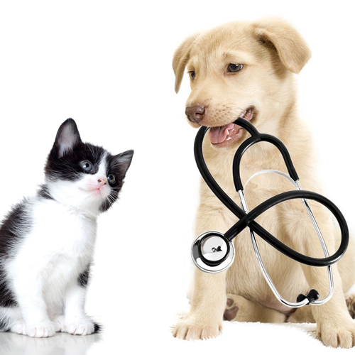Connect with an animal technician at a veterinary center